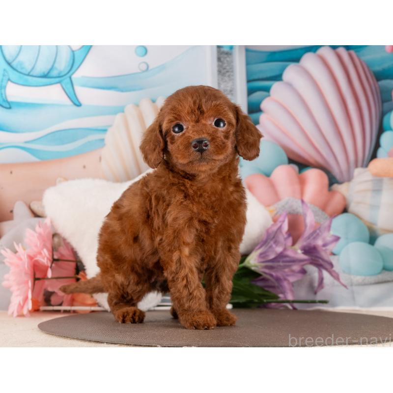 販売中の愛知県のトイプードル-455216の5枚目