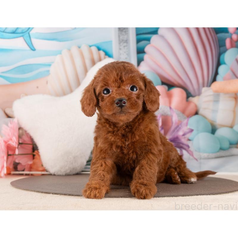 販売中の愛知県のトイプードル-455216の3枚目