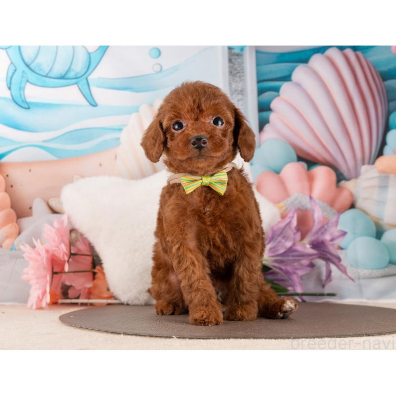 販売中の愛知県のトイプードル-455216の2枚目