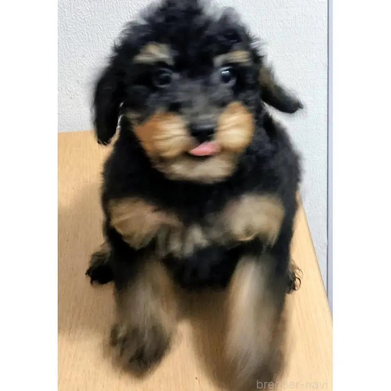 販売中の岐阜県のミニチュアプードル-455215の3枚目