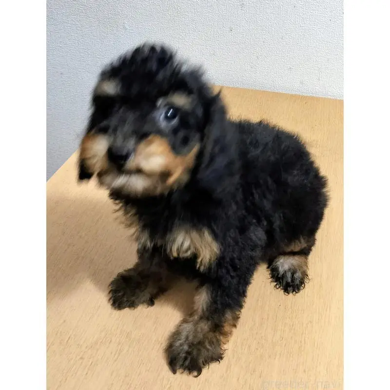 販売中の岐阜県のミニチュアプードル-455215の2枚目