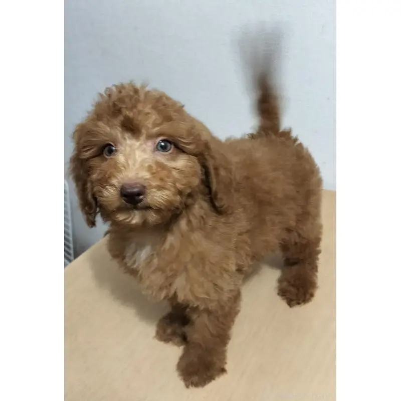 販売中の岐阜県のミニチュアプードル-455217の3枚目