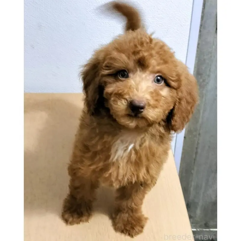 販売中の岐阜県のミニチュアプードル-455217の2枚目