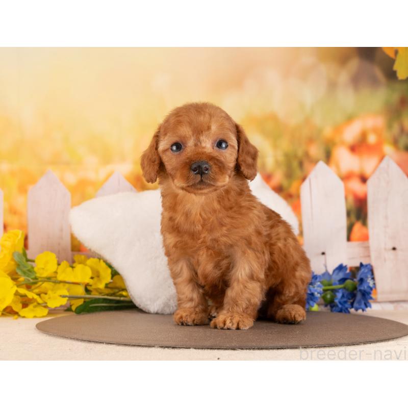 販売中の愛知県のトイプードル-455218の6枚目