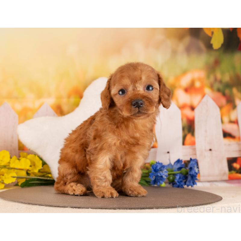 販売中の愛知県のトイプードル-455218の5枚目