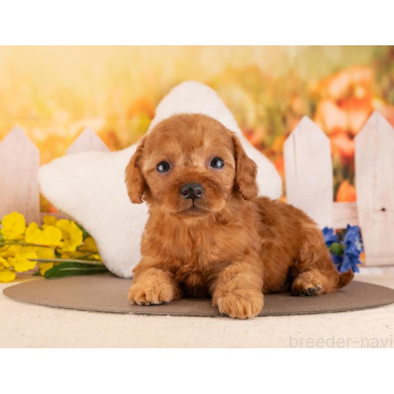 販売中の愛知県のトイプードル-455218の4枚目