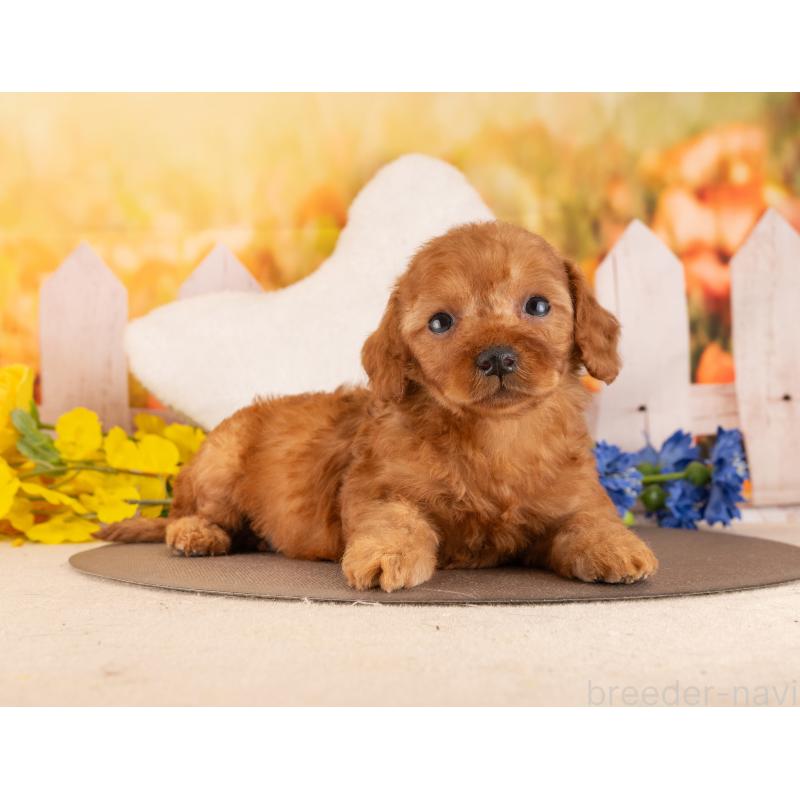 販売中の愛知県のトイプードル-455218の3枚目