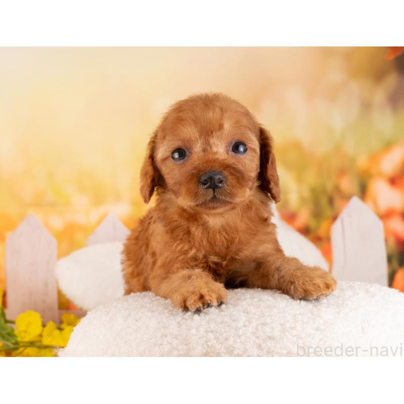 販売中の愛知県のトイプードル-455218の2枚目