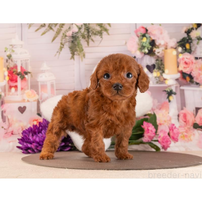 販売中の愛知県のトイプードル-455219の5枚目