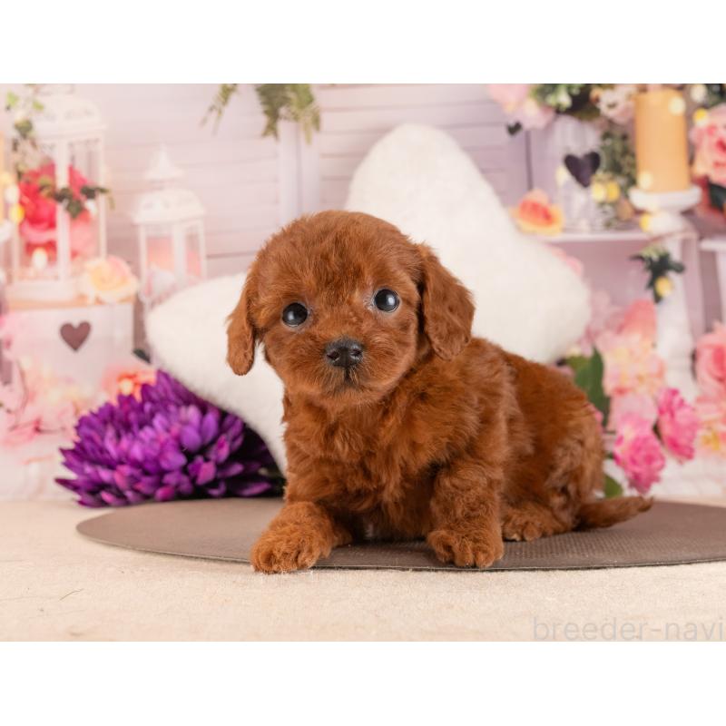 販売中の愛知県のトイプードル-455219の4枚目