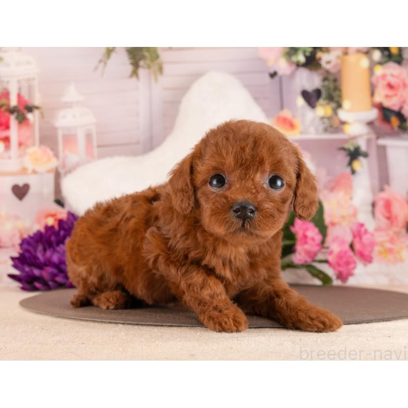 販売中の愛知県のトイプードル-455219の3枚目