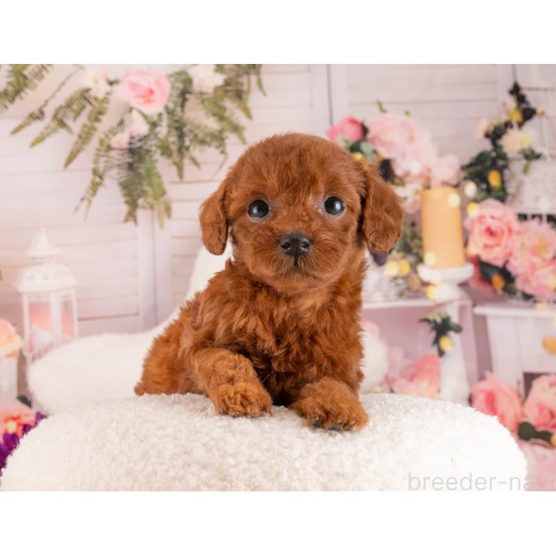 販売中の愛知県のトイプードル-455219の2枚目