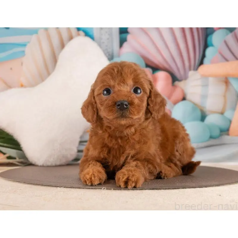 販売中の愛知県のトイプードル-455220の5枚目