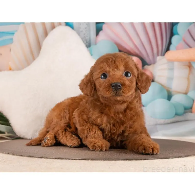 販売中の愛知県のトイプードル-455220の3枚目