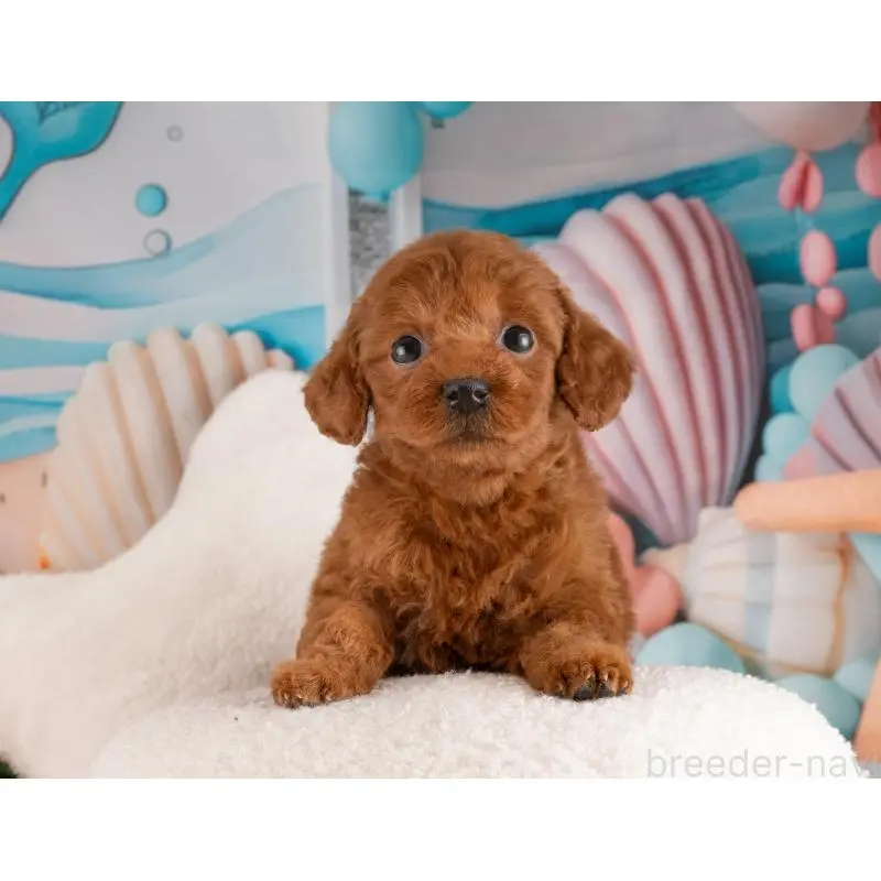 販売中の愛知県のトイプードル-455220の2枚目