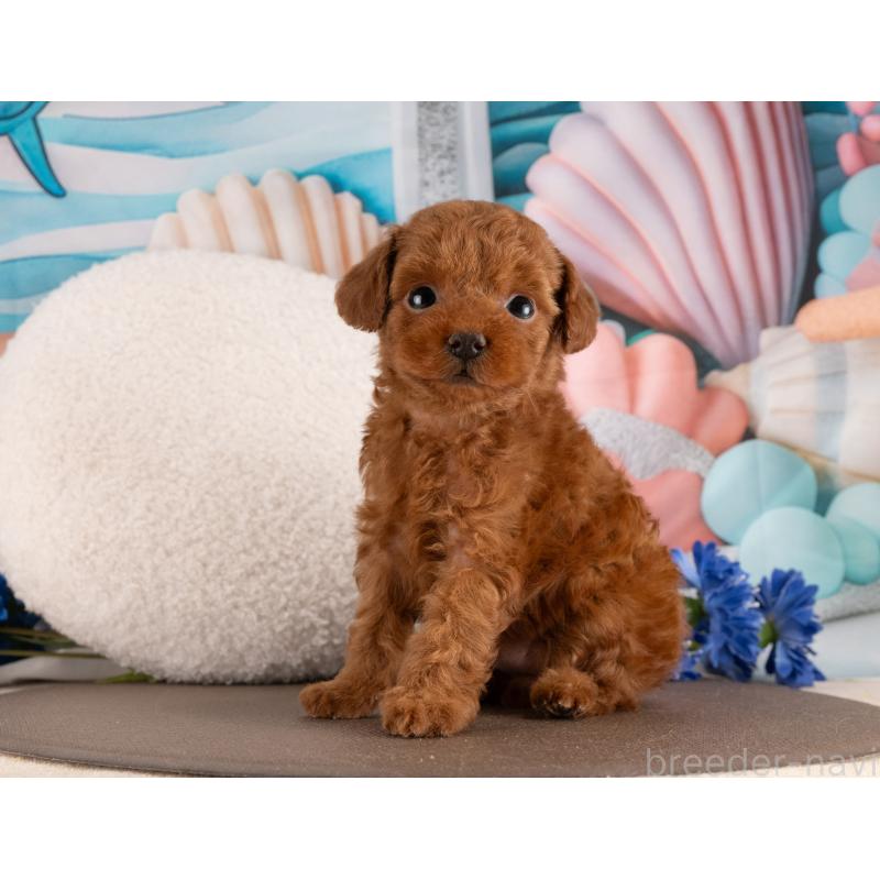 販売中の愛知県のトイプードル-455221の6枚目