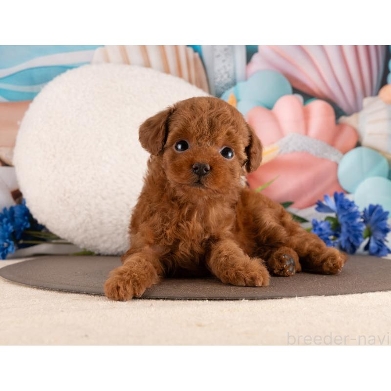 販売中の愛知県のトイプードル-455221の4枚目