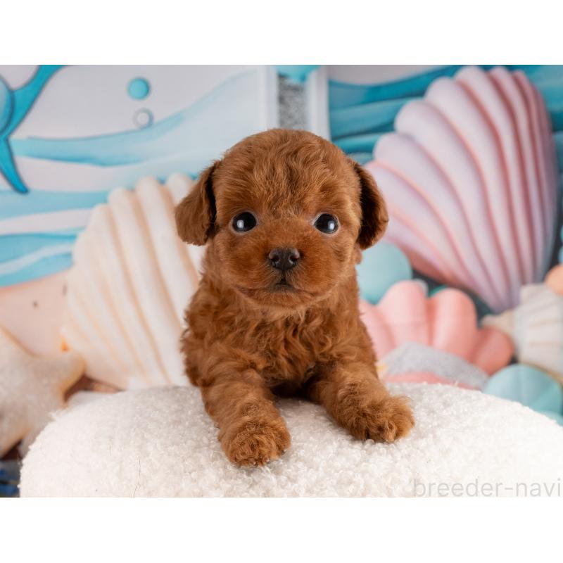 販売中の愛知県のトイプードル-455221の3枚目