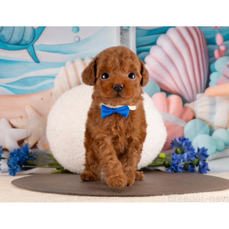 販売中の愛知県のトイプードル-455221の2枚目