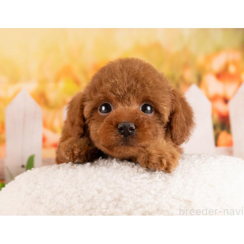 販売中の愛知県のトイプードル-455222の6枚目