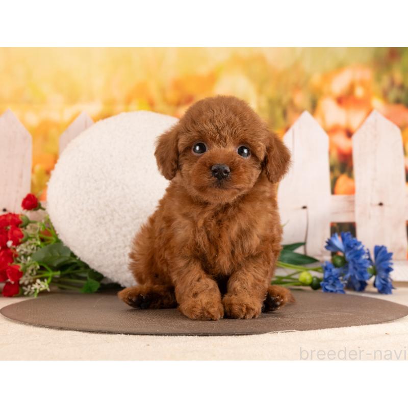 販売中の愛知県のトイプードル-455222の5枚目