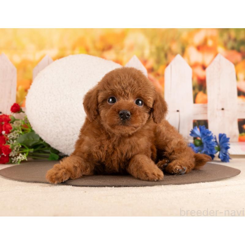 販売中の愛知県のトイプードル-455222の4枚目