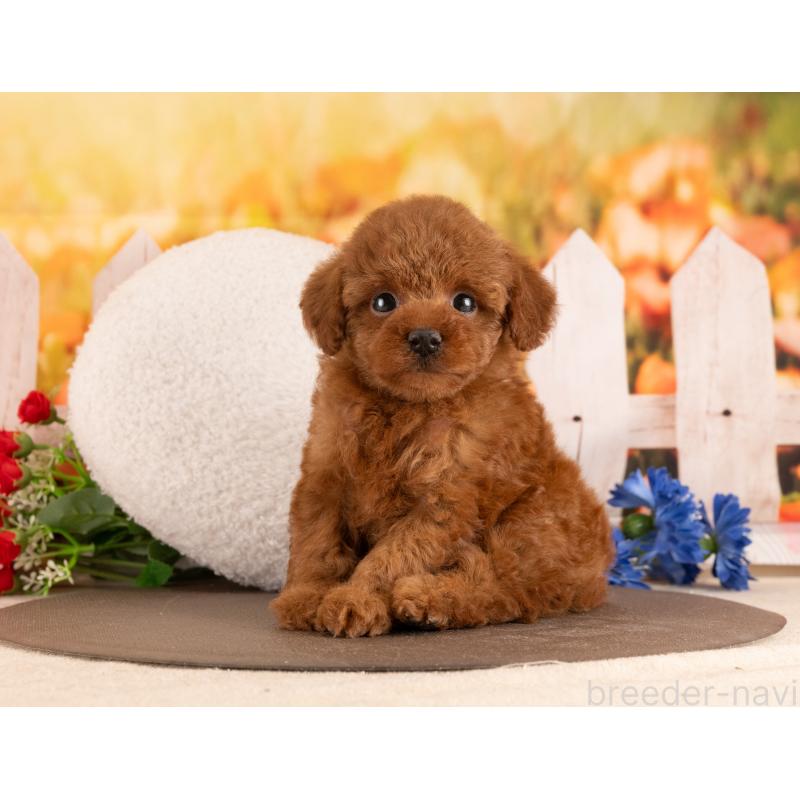 販売中の愛知県のトイプードル-455222の2枚目