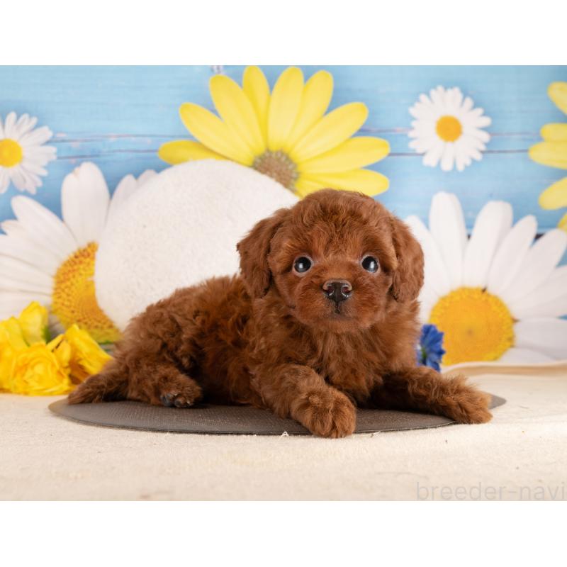 販売中の愛知県のトイプードル-455223の5枚目