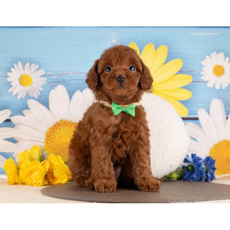 販売中の愛知県のトイプードル-455223の4枚目