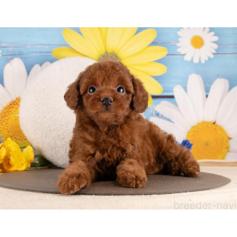 販売中の愛知県のトイプードル-455223の2枚目