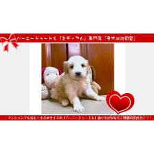 ♀︎ミックス犬