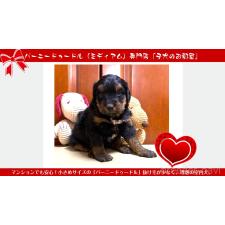 ♀︎ミックス犬