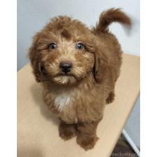 ♀︎ミニチュアプードル