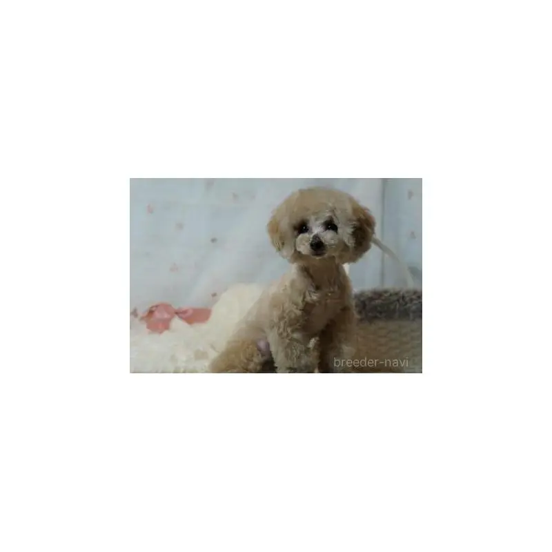 販売中の兵庫県のタイニープードル-455228の8枚目