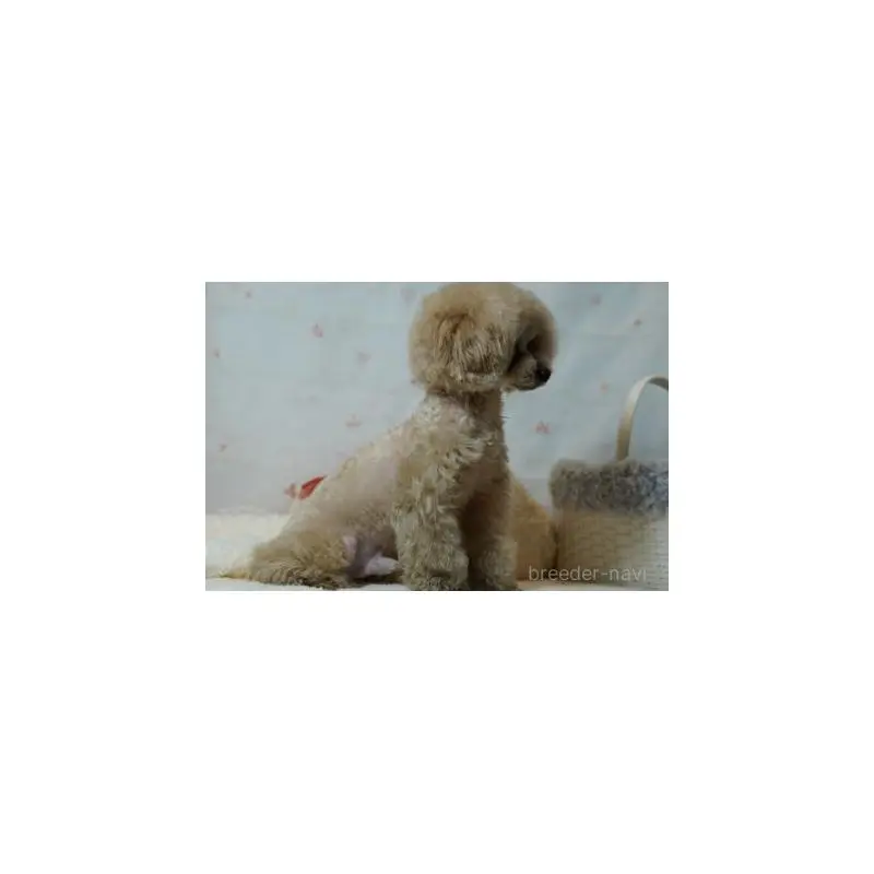 販売中の兵庫県のタイニープードル-455228の2枚目