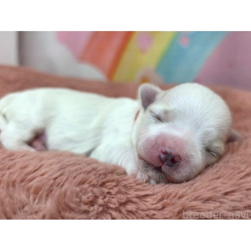 販売中の愛知県のマルチーズ-455247の3枚目