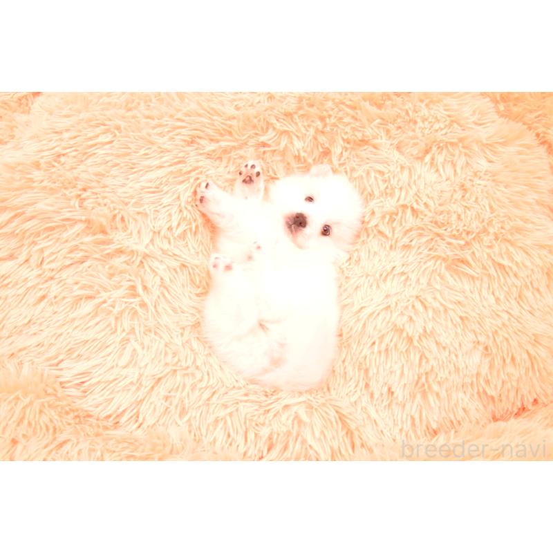 販売中の茨城県の日本スピッツ-455229の6枚目