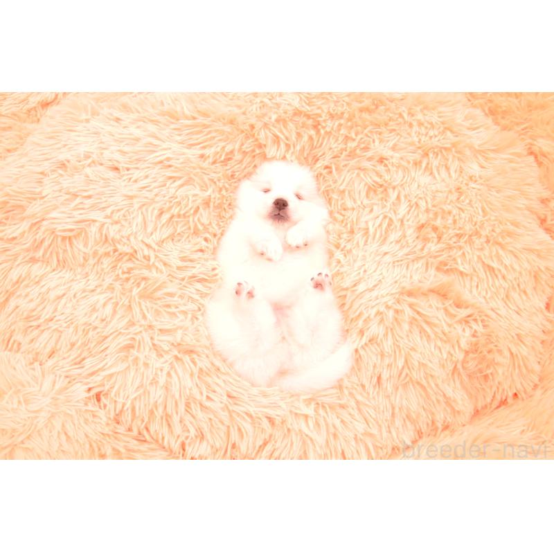 販売中の茨城県の日本スピッツ-455229の5枚目