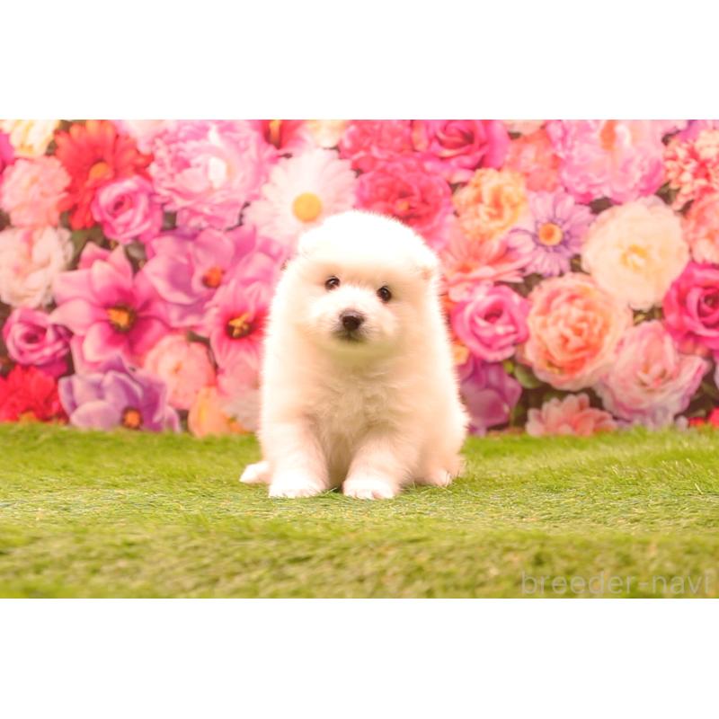 販売中の茨城県の日本スピッツ-455229の4枚目