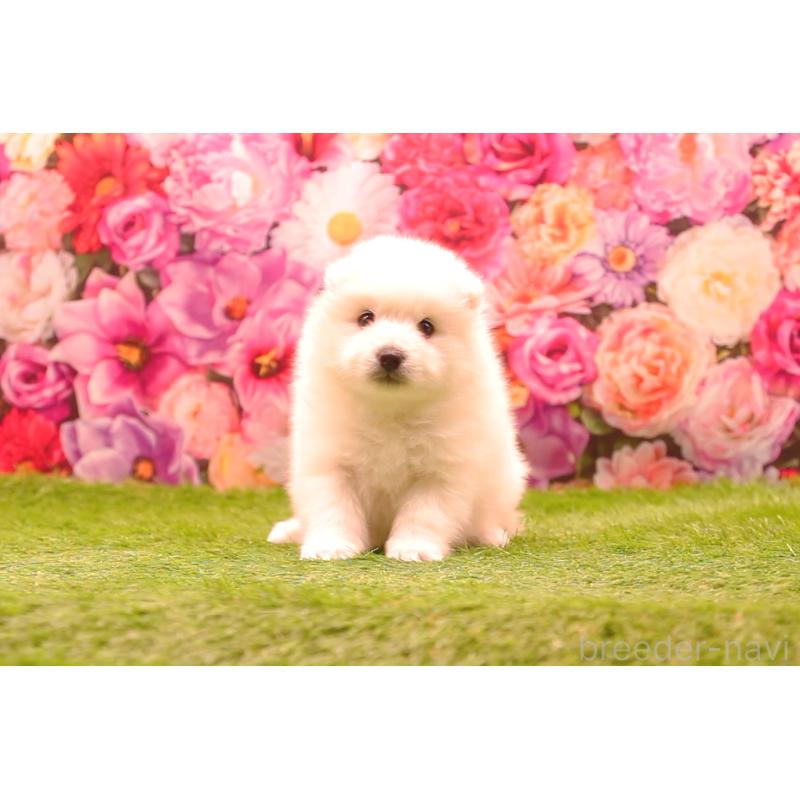 販売中の茨城県の日本スピッツ-455229の3枚目