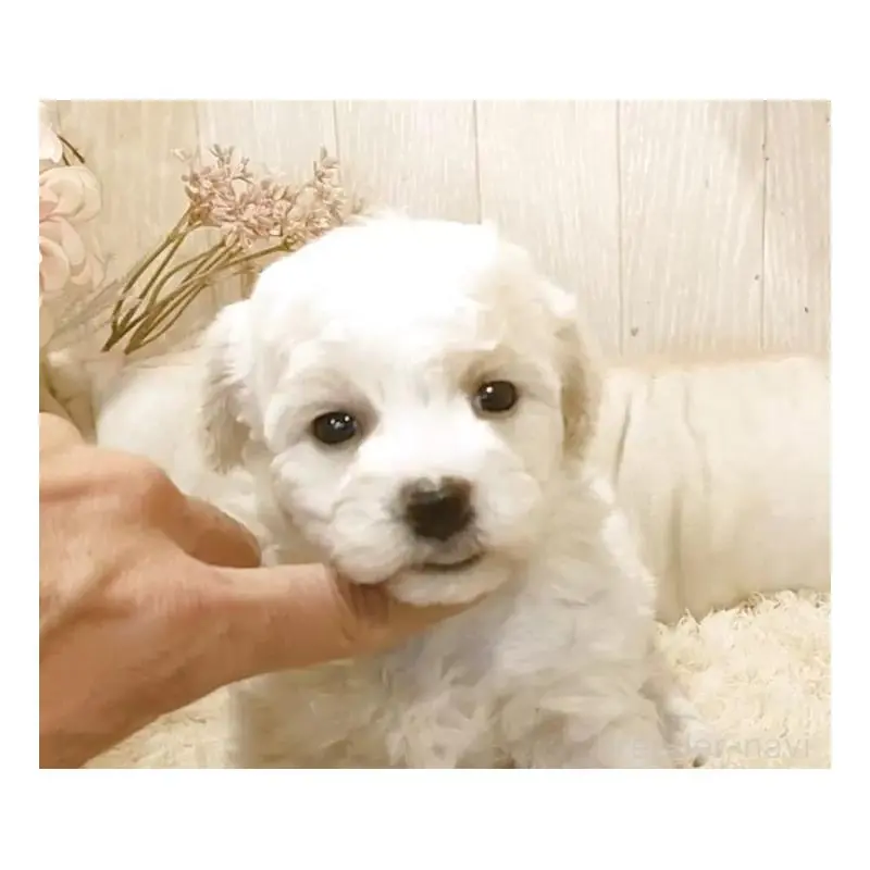 販売中の愛知県のビションフリーゼ-455230の7枚目