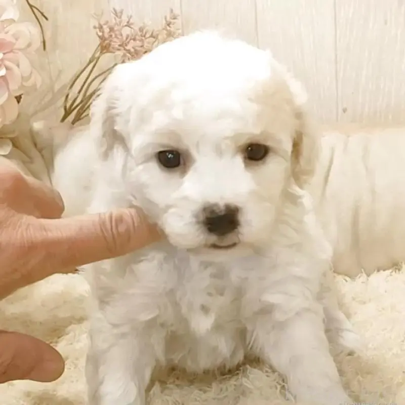 販売中の愛知県のビションフリーゼ-455230の6枚目