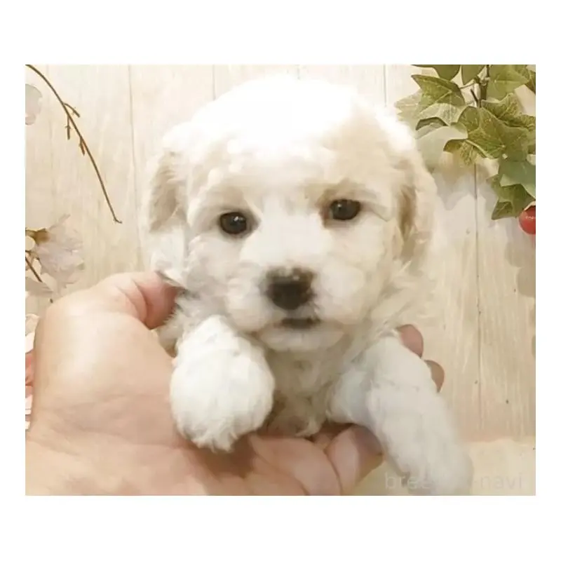 販売中の愛知県のビションフリーゼ-455230の5枚目