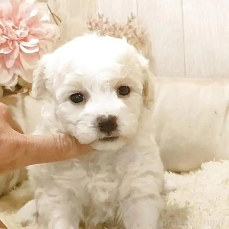 販売中の愛知県のビションフリーゼ-455230の4枚目