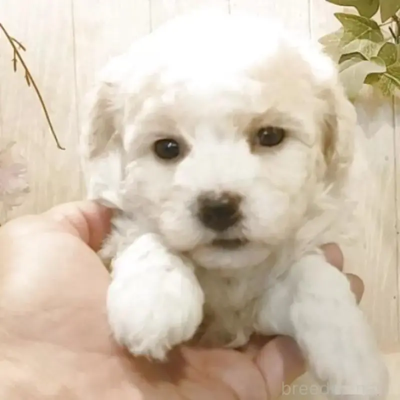 販売中の愛知県のビションフリーゼ-455230の3枚目