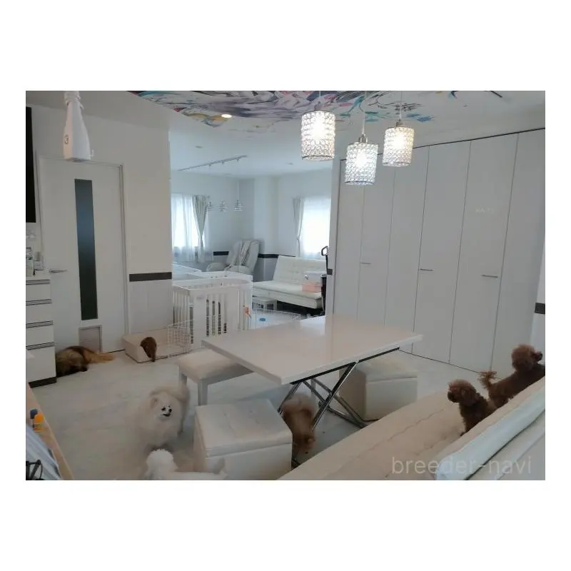 販売中の愛知県のビションフリーゼ-455231の9枚目