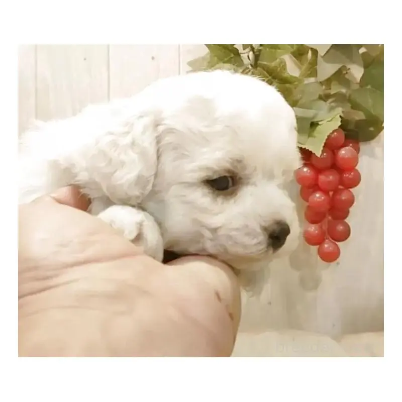 販売中の愛知県のビションフリーゼ-455231の7枚目