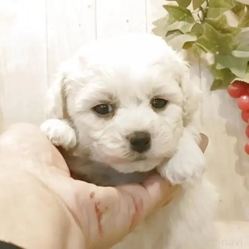 販売中の愛知県のビションフリーゼ-455231の6枚目