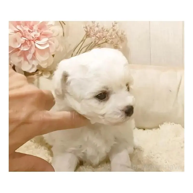 販売中の愛知県のビションフリーゼ-455231の5枚目