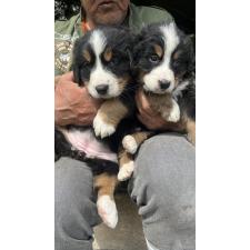 オンライン見学